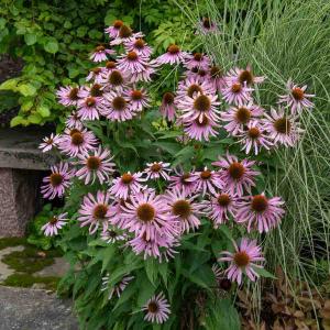 Rudbeckia Pourpre Magnus